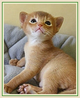 Africandreams-B-Wurf-Kitten