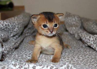Gimli, Abessinierkittens, ruddy