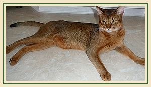 Acatay, Abessinier wildfarben