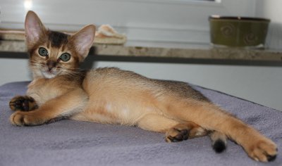 Freya, Frodo, Faramir, Abessinierkittens sorrel, fawn