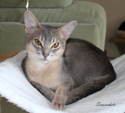 WCF Katzenausstellung Heppenheim