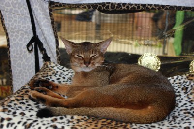 WCF Katzenausstellung Heppenheim