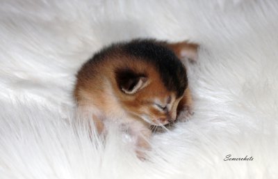 Freya, Frodo, Faramir, Abessinierkittens sorrel, fawn
