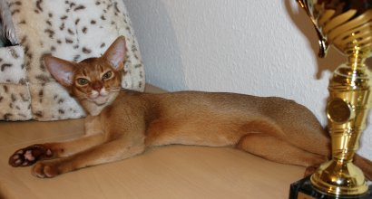 Africandreams Alisha, Abessinier wildfarben