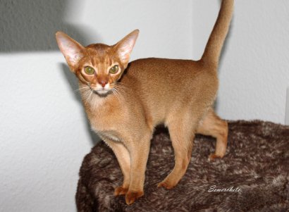 WCF Katzenausstellung Heppenheim