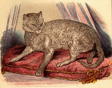WCF Katzenausstellung Heppenheim