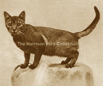 WCF Katzenausstellung Heppenheim