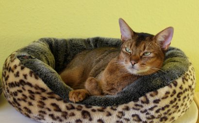 WCF Katzenausstellung Heppenheim