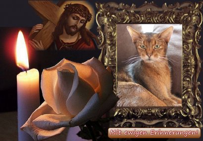 WCF Katzenausstellung Heppenheim