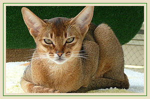 Africandreams Alisha, Abessinier wildfarben