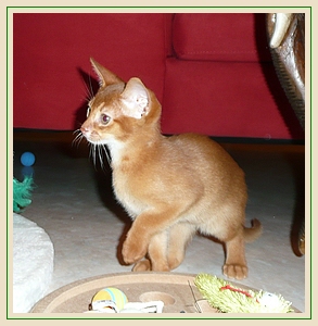 Amadi, sorrel Abessinier Katerchen