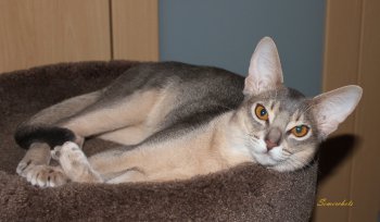 WCF Katzenausstellung Heppenheim
