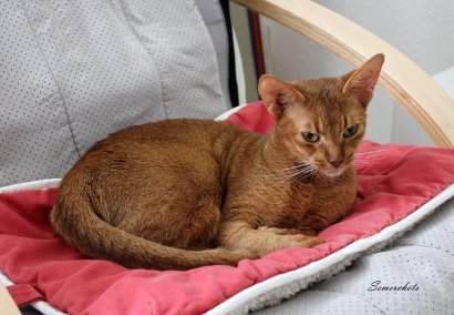 WCF Katzenausstellung Heppenheim
