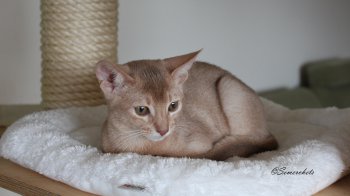 WCF Katzenausstellung Heppenheim