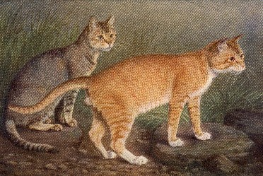 WCF Katzenausstellung Heppenheim