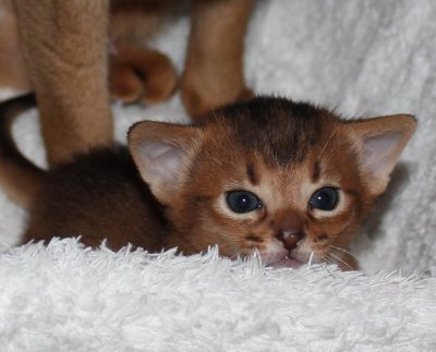Freya, Frodo, Faramir, Abessinierkittens ruddy