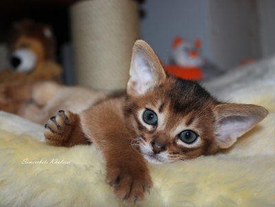 Freya, Frodo, Faramir, Abessinierkittens ruddy