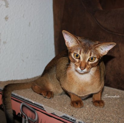 WCF Katzenausstellung Heppenheim