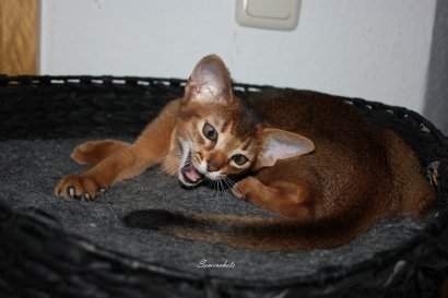WCF Katzenausstellung Heppenheim