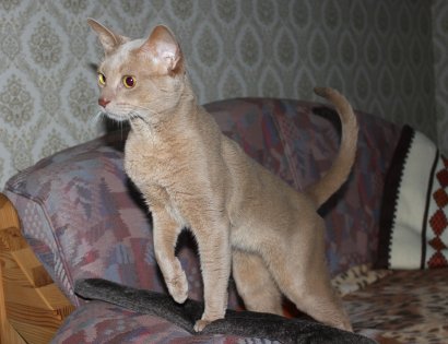 WCF Katzenausstellung Heppenheim
