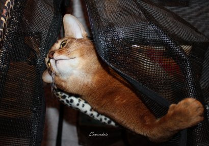 WCF Katzenausstellung Heppenheim