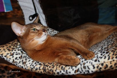 WCF Katzenausstellung Heppenheim
