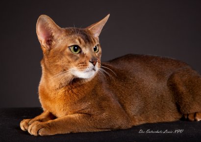 Africandreams Alisha, Abessinier wildfarben