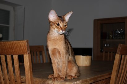 WCF Katzenausstellung Heppenheim