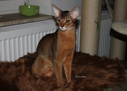 WCF Katzenausstellung Heppenheim