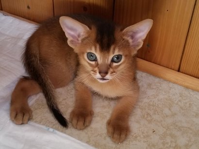 Freya, Frodo, Faramir, Abessinierkittens ruddy