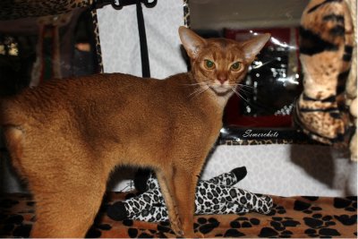 WCF Katzenausstellung Heppenheim