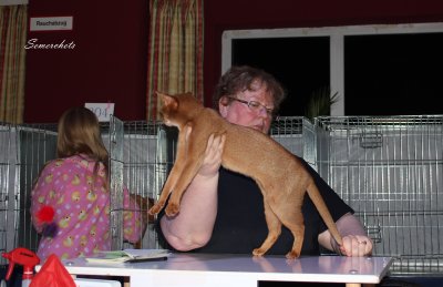 WCF Katzenausstellung Rangsdorf