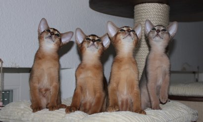 Freya, Frodo, Faramir, Abessinierkittens ruddy