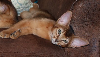 Freya, Frodo, Faramir, Abessinierkittens ruddy