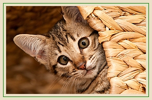 Oni, f4 Savannah black spotted tabby