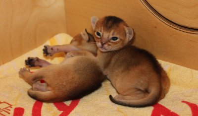 Freya, Frodo, Faramir, Abessinierkittens sorrel, fawn
