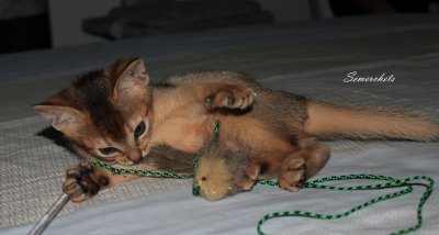 Freya, Frodo, Faramir, Abessinierkittens ruddy