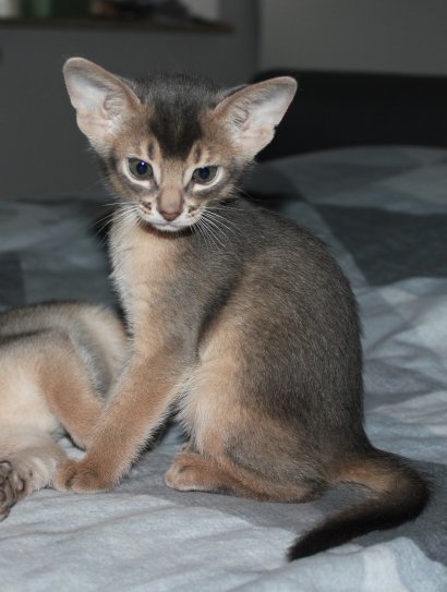Freya, Frodo, Faramir, Abessinierkittens sorrel, fawn