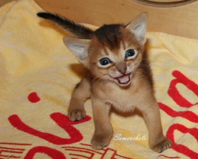 Freya, Frodo, Faramir, Abessinierkittens ruddy
