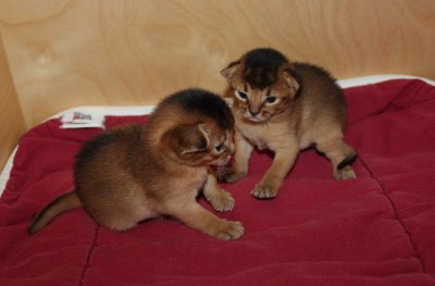 Freya, Frodo, Faramir, Abessinierkittens ruddy