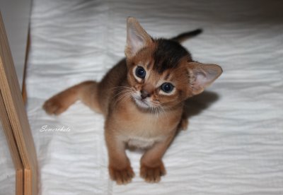 Freya, Frodo, Faramir, Abessinierkittens ruddy