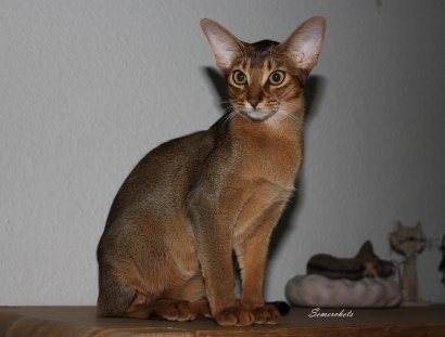 WCF Katzenausstellung Heppenheim