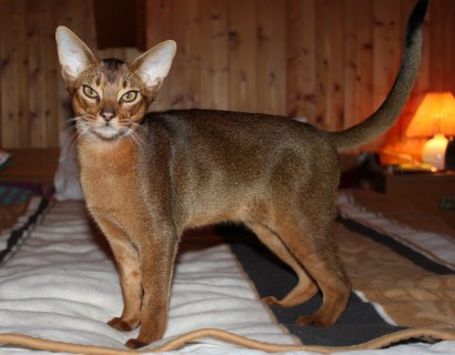 Africandreams Alisha, Abessinier wildfarben