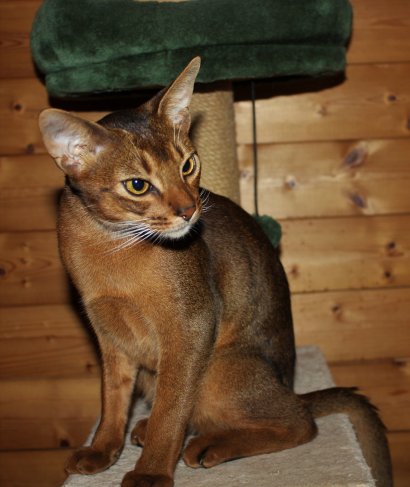 WCF Katzenausstellung Heppenheim