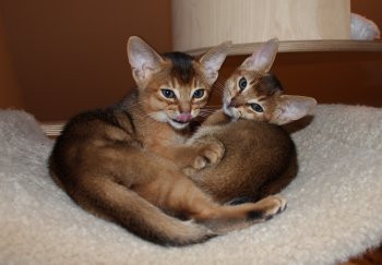 WCF Katzenausstellung Heppenheim