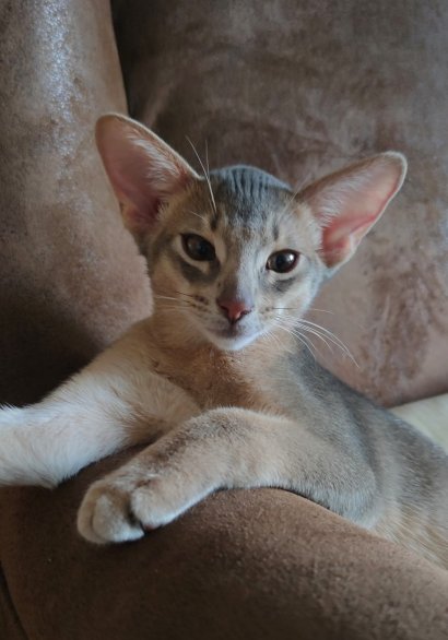 Freya, Frodo, Faramir, Abessinierkittens sorrel, fawn