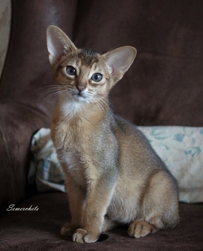 Freya, Frodo, Faramir, Abessinierkittens sorrel, fawn