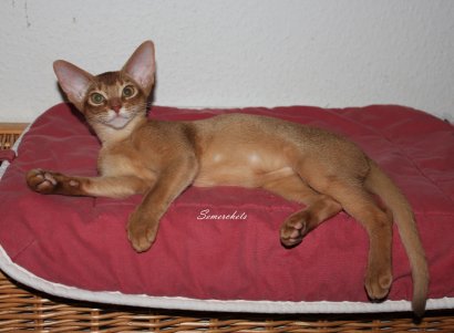 WCF Katzenausstellung Heppenheim