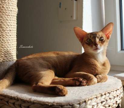 WCF Katzenausstellung Heppenheim