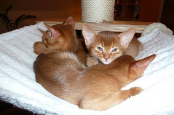 WCF Katzenausstellung Heppenheim